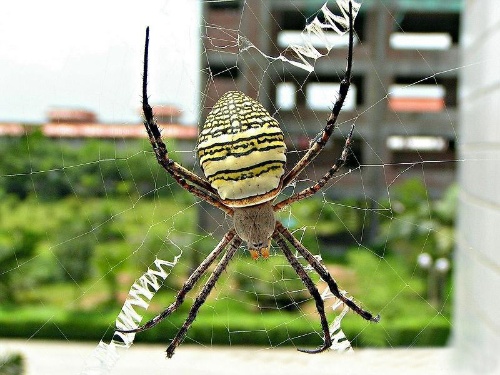 【beat365在线登录官网】觉醒男团Awaken-F再发金牌制作 秦奋、韩沐伯新歌《绯》大胆突破自我(图1)