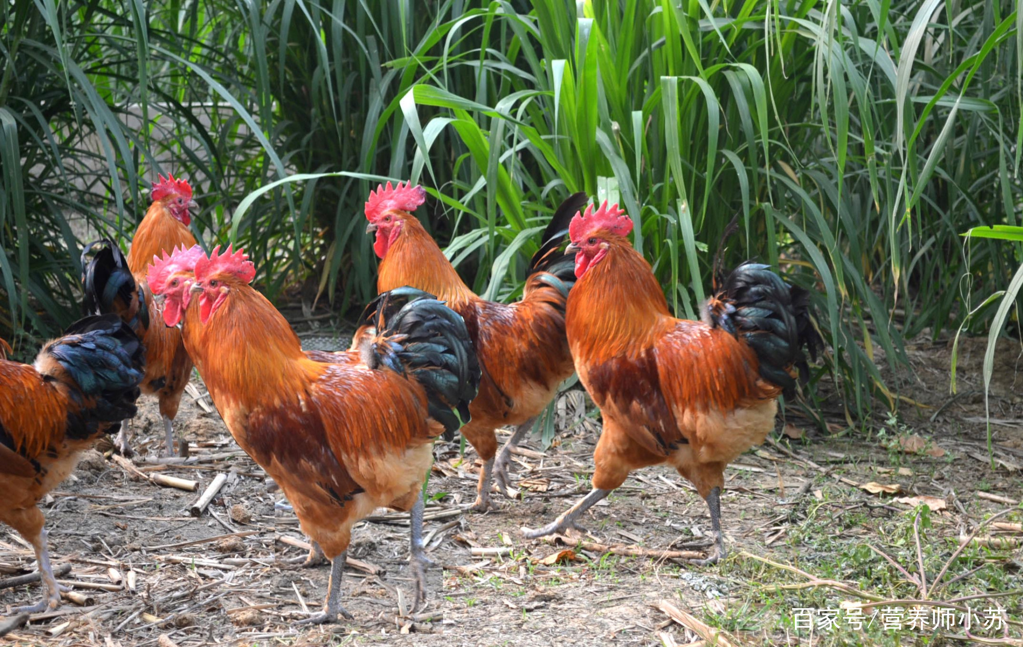 【beat365在线登录官网】官方:前阿森纳后卫森德罗斯宣布退役(图3) beat365在线登录官网