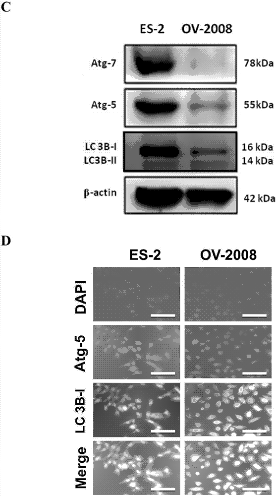 C罗身陷强奸案引发连锁反应 尤文躺枪股价暴跌:beat365在线官网登录(图3) C罗身陷强奸案引发连锁反应 尤文躺枪股价暴跌:beat365在线官网登录(图3)